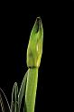 Knospe der Amaryllis vor schwarzem Hintergrund
